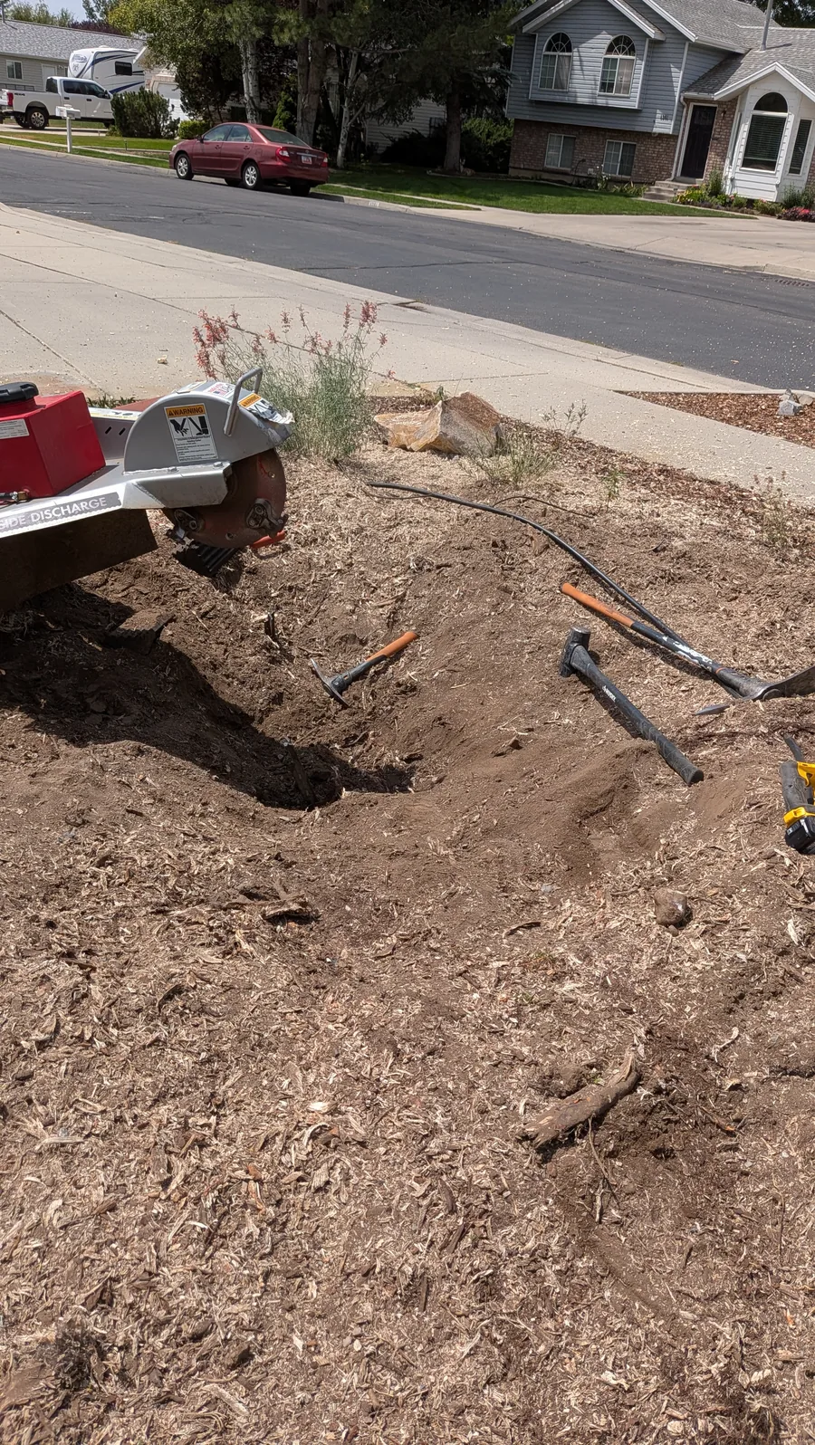 Extensive tree root flare prepared for professional grinding