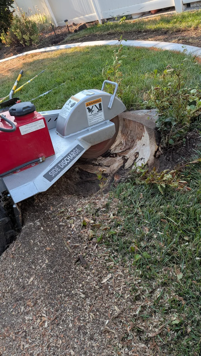 Dosko stump grinder actively grinding a large stump