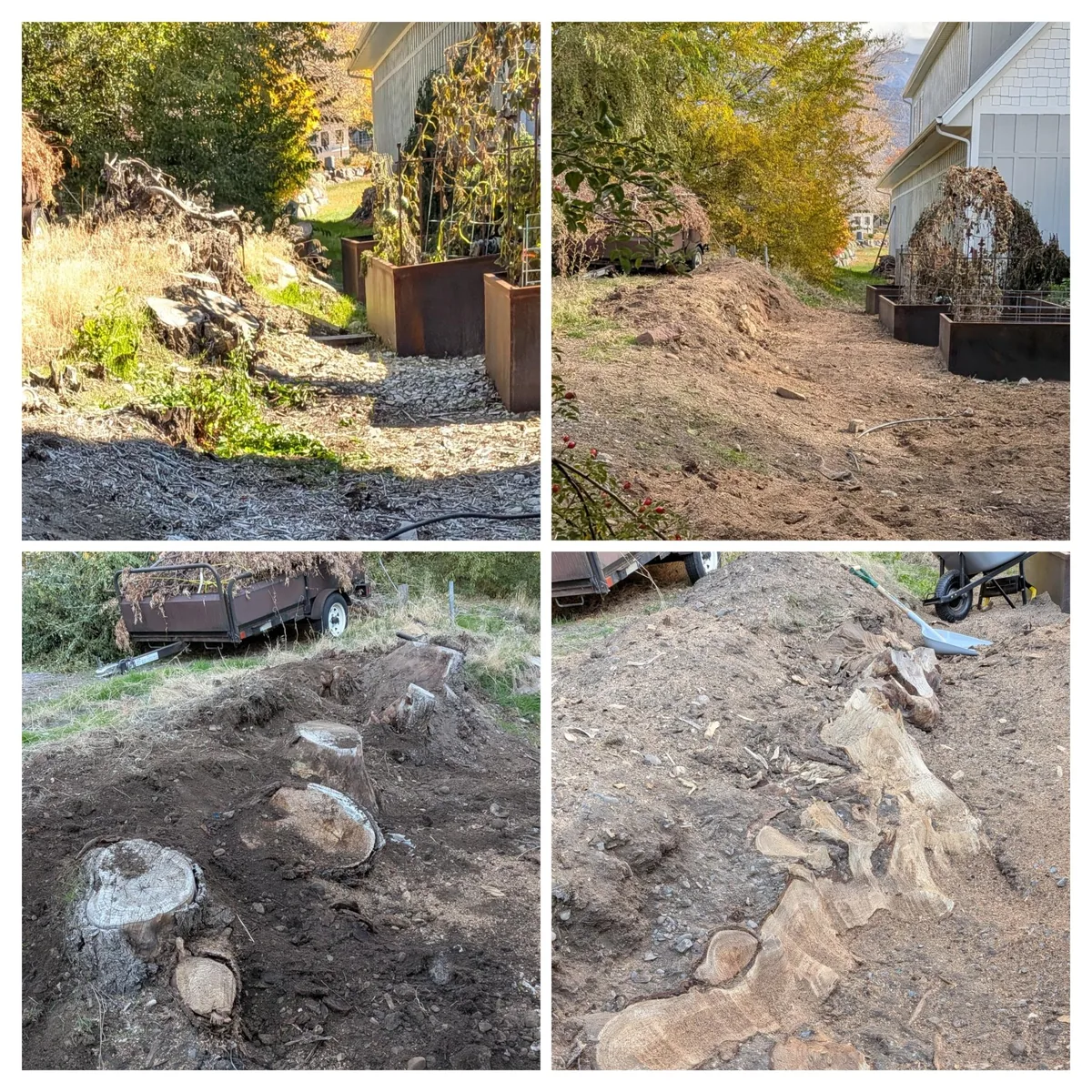 Before and after removal of multiple stumps