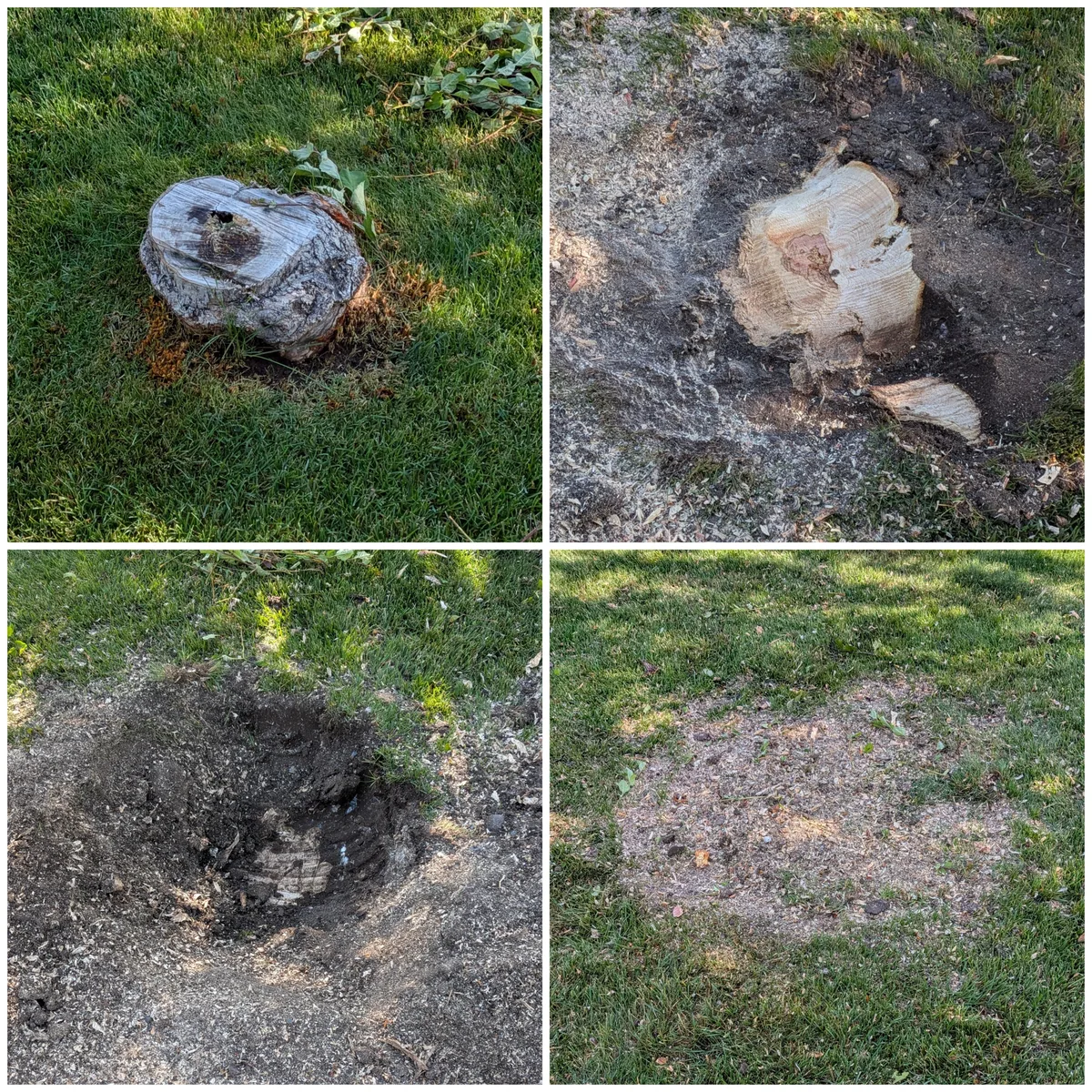Before and after of a lawn-area stump removal